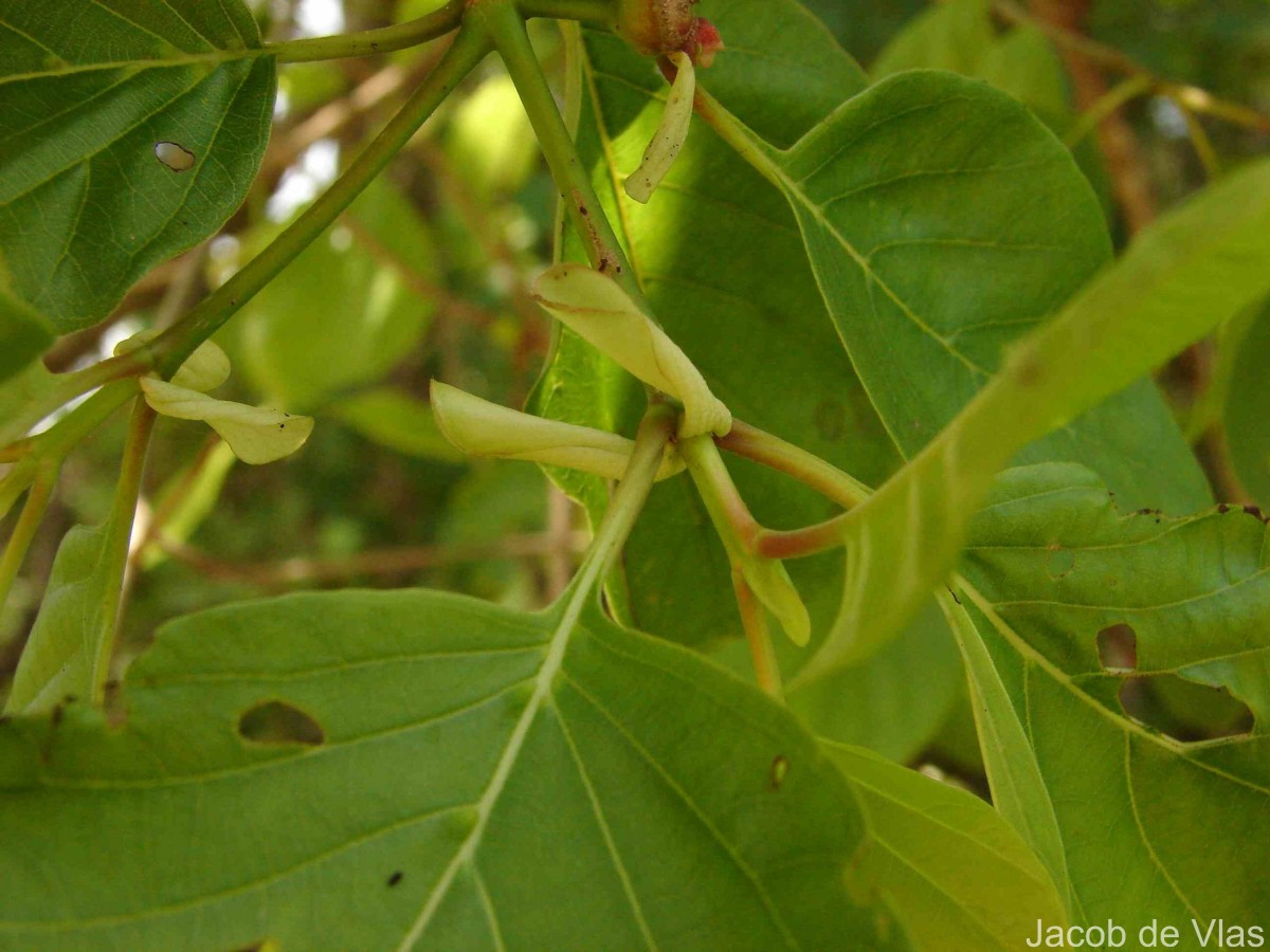 Mitragyna parvifolia (Roxb.) Korth.